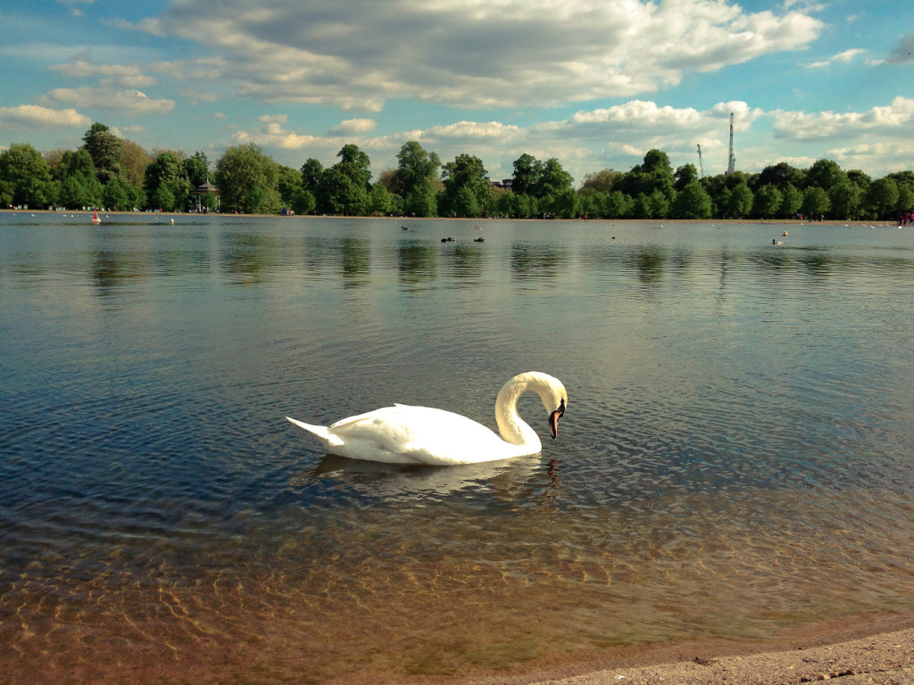 Swan on the Lake in front of Kensington Palace