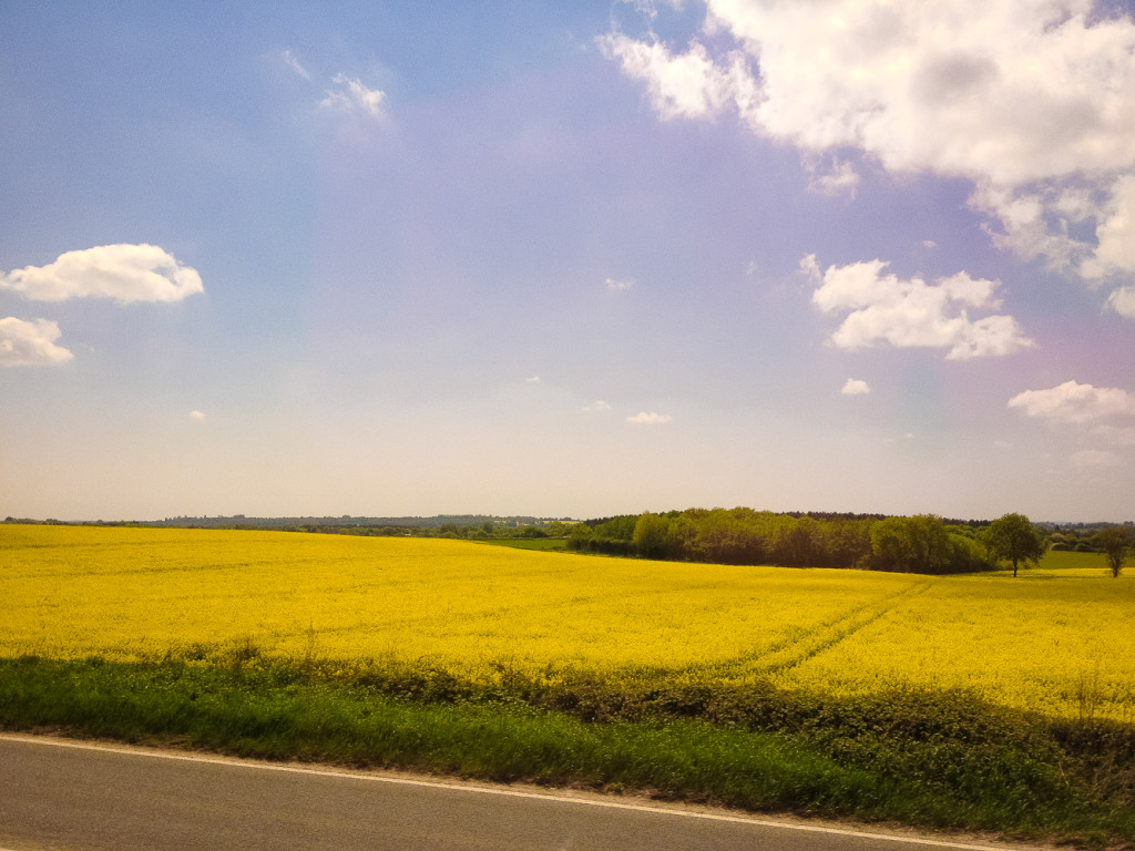 On our drive to Dover, Fields of Gold.