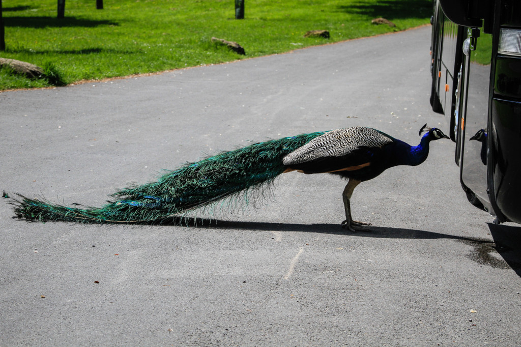 Mr. Peacock thinks he is pretty!